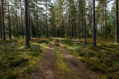 Sonbaharda yeşil yosunlarla kaplı büyülü orman manzarası. Orman terapisi ve stres atımı