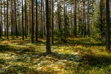 Sonbaharda yeşil yosunlarla kaplı büyülü orman manzarası. Orman terapisi ve stres atımı