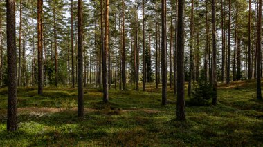 Sonbaharda yeşil yosunlarla kaplı büyülü orman manzarası. Orman terapisi ve stres atımı