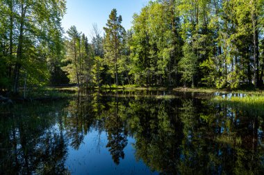 Sonbaharda İsveç nehri ve natura somonl bölgesi. Farnebofjarden Ulusal Parkı, İsveç 'in kuzeyinde..