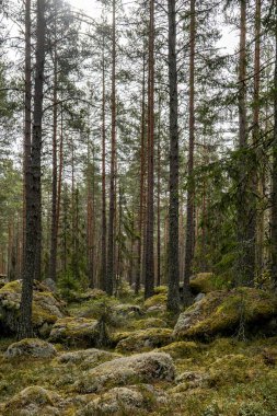 Yeşil yosunlarla kaplı büyülü orman manzarası. Orman terapisi ve stres atma. Buzul zamanından dengesiz bir kaynak.