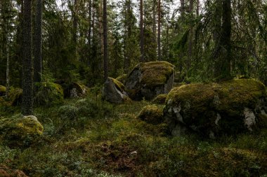 Yeşil yosunlarla kaplı büyülü orman manzarası. Orman terapisi ve stres atma. Buzul zamanından dengesiz bir kaynak.