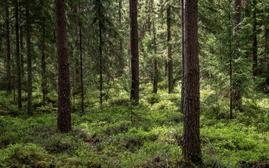 İlkbaharda yaban mersini bitkileriyle kaplı büyülü orman manzarası. Orman terapisi ve stres atımı