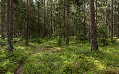 İlkbaharda yaban mersini bitkileriyle kaplı büyülü orman manzarası. Orman terapisi ve stres atımı