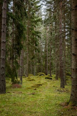 İlkbaharda yaban mersini bitkileriyle kaplı büyülü orman manzarası. Orman terapisi ve stres atımı
