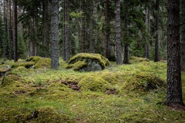 İlkbaharda yaban mersini bitkileriyle kaplı büyülü orman manzarası. Orman terapisi ve stres atımı