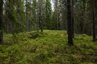 İlkbaharda yaban mersini bitkileriyle kaplı büyülü orman manzarası. Orman terapisi ve stres atımı