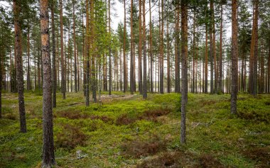 İlkbaharda yaban mersini bitkileriyle kaplı büyülü orman manzarası. Orman terapisi ve stres atımı