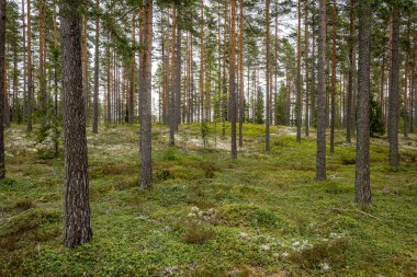 İlkbaharda yaban mersini bitkileriyle kaplı büyülü orman manzarası. Orman terapisi ve stres atımı