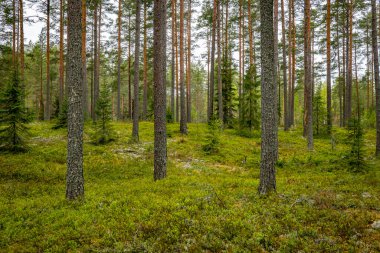 İlkbaharda yaban mersini bitkileriyle kaplı büyülü orman manzarası. Orman terapisi ve stres atımı
