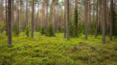İlkbaharda yaban mersini bitkileriyle kaplı büyülü orman manzarası. Orman terapisi ve stres atımı