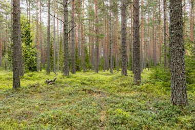 İlkbaharda yaban mersini bitkileriyle kaplı büyülü orman manzarası. Orman terapisi ve stres atımı