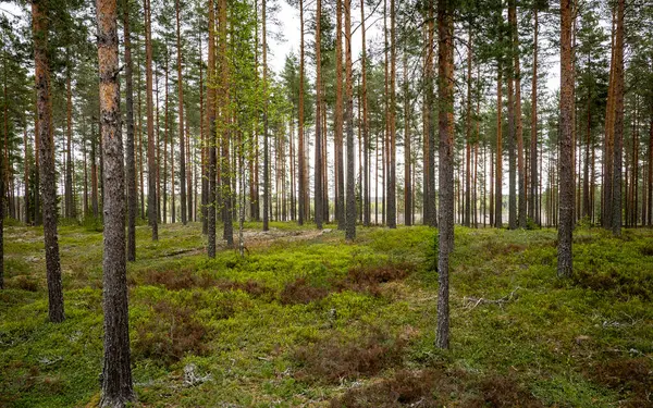 İlkbaharda yaban mersini bitkileriyle kaplı büyülü orman manzarası. Orman terapisi ve stres atımı
