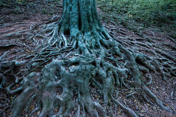 Деталь Корня Дерева Лесу — стоковое фото