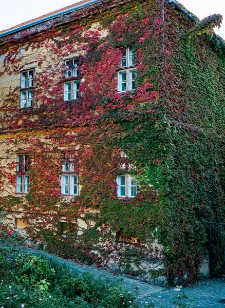常春藤覆盖房屋的立面 — 图库照片