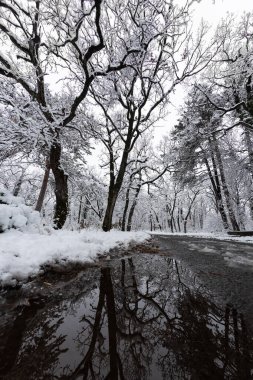 Snowy trees in forest in winter