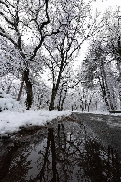 Χιονισμένα Δέντρα Στο Δάσος Χειμώνα — Φωτογραφία Αρχείου