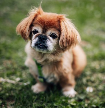 Kahverengi uzun saçlı Pekin köpeği çimenlerde oturuyor.