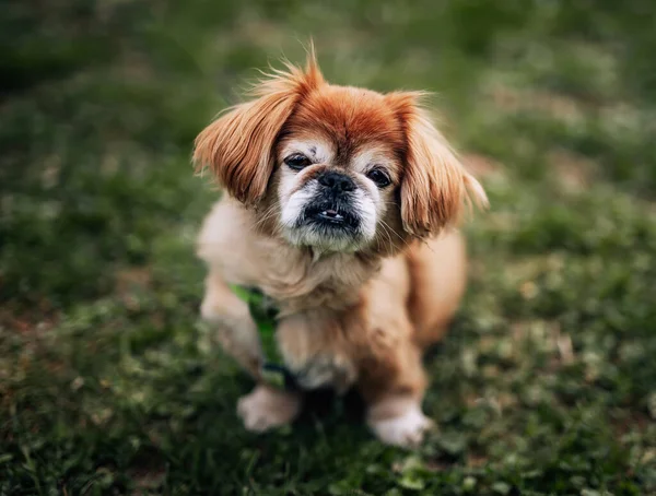 Brązowe Długie Włosy Pekińczyk Pies Siedzi Trawie — Zdjęcie stockowe