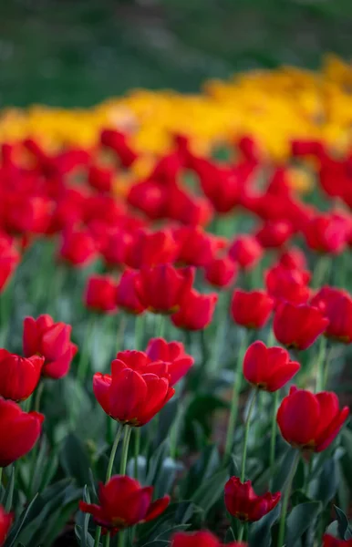 Группа Красных Желтых Тюльпанов Парке — стоковое фото