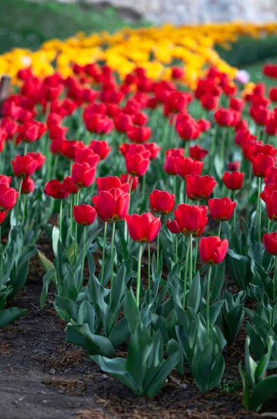 Skupina Červených Žlutých Tulipánů Parku — Stock fotografie