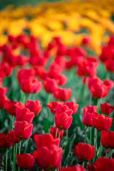 Группа Красных Желтых Тюльпанов Парке — стоковое фото