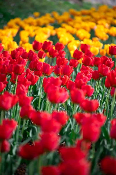 Groupe Tulipes Rouges Jaunes Dans Parc — Photo
