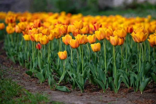 Skupina Červených Žlutých Tulipánů Parku — Stock fotografie