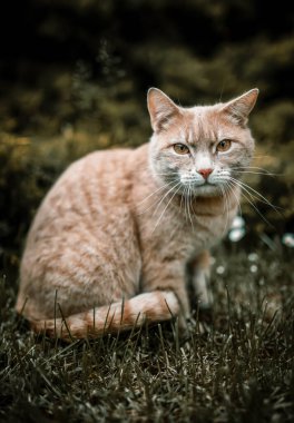 Bahçede oturan sevimli kedi.