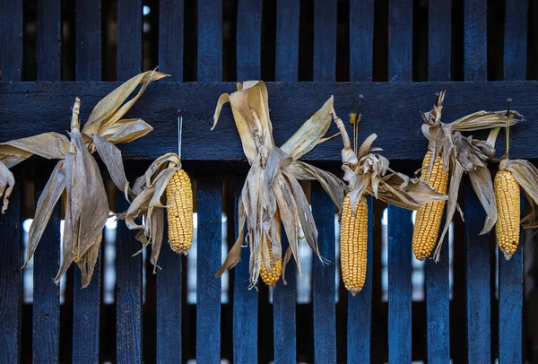 Suszona Kukurydza Wisząca Zewnątrz Gospodarstwie — Zdjęcie stockowe