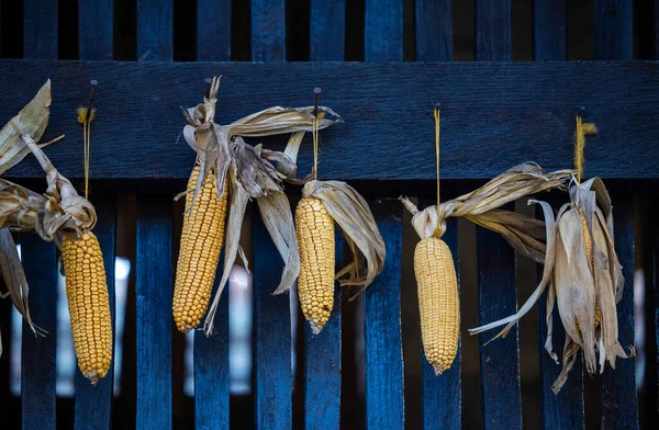Suszona Kukurydza Wisząca Zewnątrz Gospodarstwie — Zdjęcie stockowe