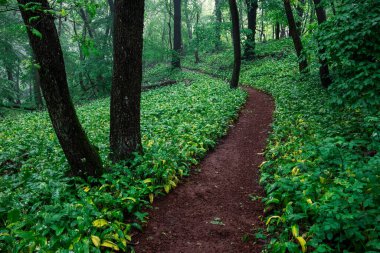 Baharda sisli yeşil orman üstüne yağmur