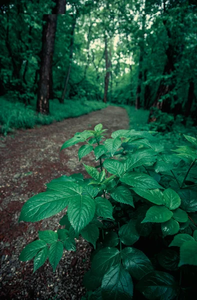 Bosque Verde Brumoso Después Lluvia Primavera — Foto de Stock