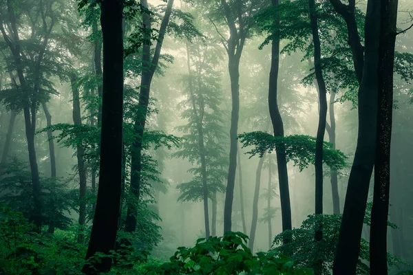 春の雨の後の霧の緑の森 — ストック写真