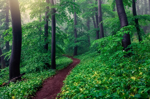 Floresta Verde Nebulosa Após Chuva Primavera — Fotografia de Stock