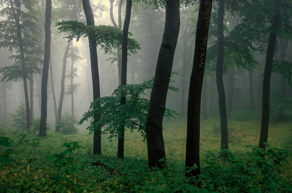 Mistig Groen Bos Regen Het Voorjaar — Stockfoto