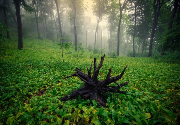 Foggy Green Forest Rain Spring — Stock Photo, Image