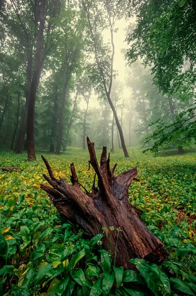 Mistig Groen Bos Regen Het Voorjaar — Stockfoto