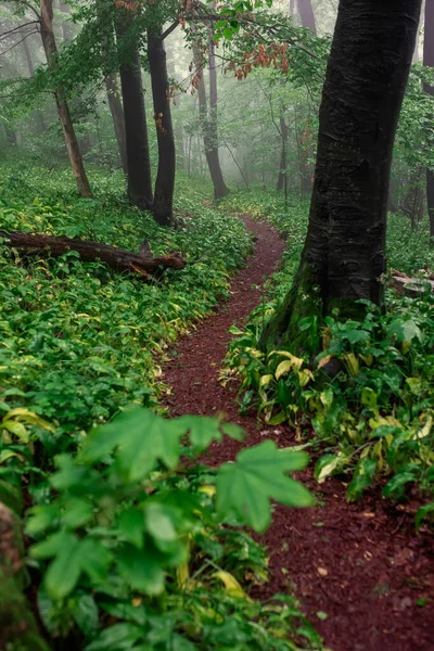 Nebelgrüner Wald Nach Regen Frühjahr — Stockfoto