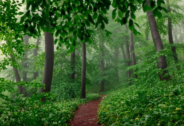 Ködös Zöld Erdő Eső Után Tavasszal — Stock Fotó