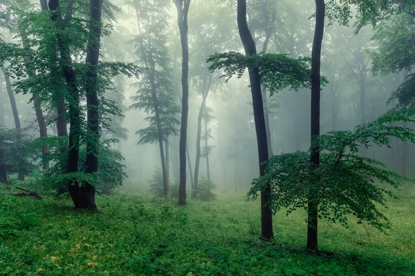 Foresta Verde Paludosa Dopo Pioggia Primavera — Foto Stock