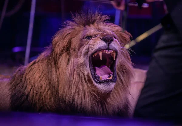 Porträt Eines Brüllenden Männlichen Löwen Zirkus — Stockfoto