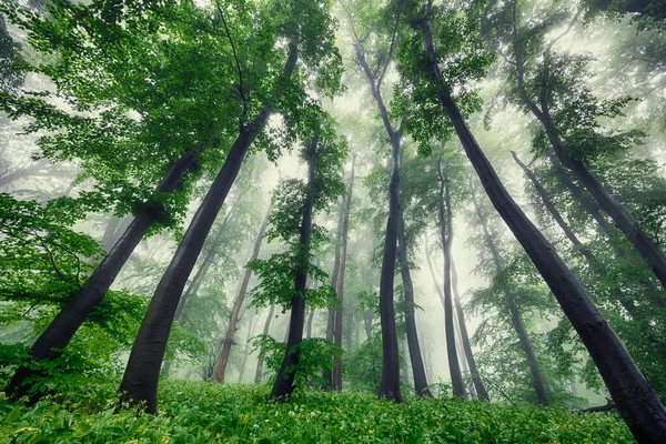 Floresta Verde Nebulosa Após Chuva Primavera — Fotografia de Stock