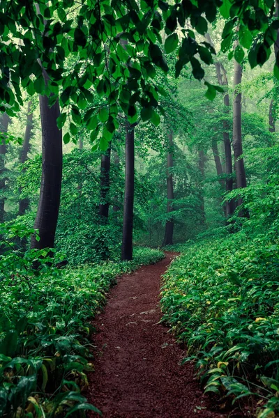Baharda Sisli Yeşil Orman Üstüne Yağmur — Stok fotoğraf