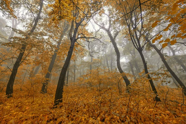 Foggy Forest Rain Autumn — Stock Photo, Image