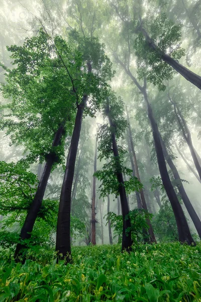 Mglisty Zielony Las Deszczu Wiosną — Zdjęcie stockowe