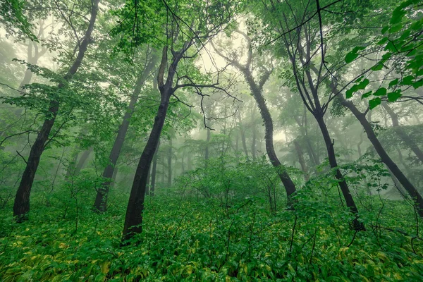 Foggy Green Forest Rain Spring — Stock Photo, Image