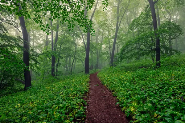 春の雨の後の霧の緑の森 — ストック写真