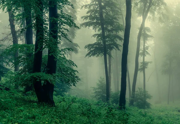 Ομιχλώδες Πράσινο Δάσος Μετά Βροχή Την Άνοιξη — Φωτογραφία Αρχείου