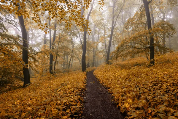 Туманный Лес После Дождя Осенью — стоковое фото